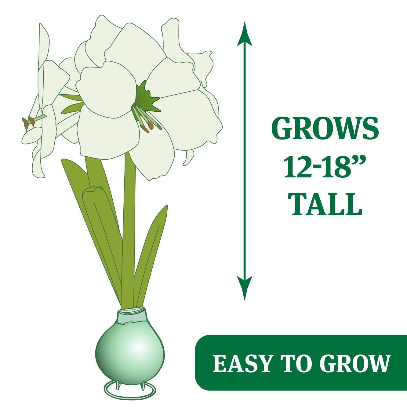 Amazon.com : Star Light Intokazi Waxed Amaryllis Double Flower